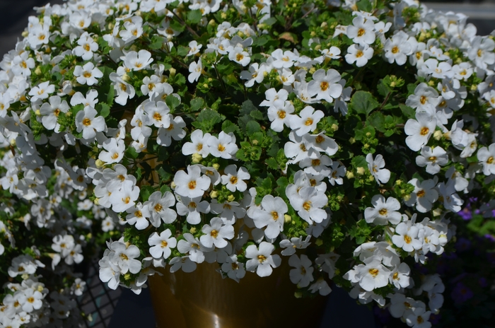 Bacopa 'MegaCopa White' - Sutera cordata from The Flower Spot Bacopa 'MegaCopa White' - Sutera cordata from The Flower Spot