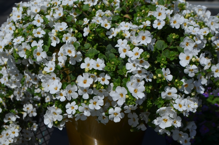 Bacopa - Sutera diffusus 'Mega Copa' from The Flower Spot