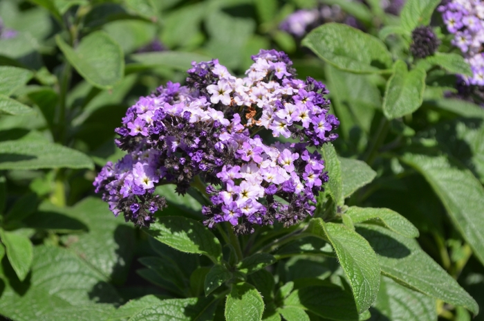 Heliotrope 'Sachet' - Heliotropium arborescens from The Flower Spot