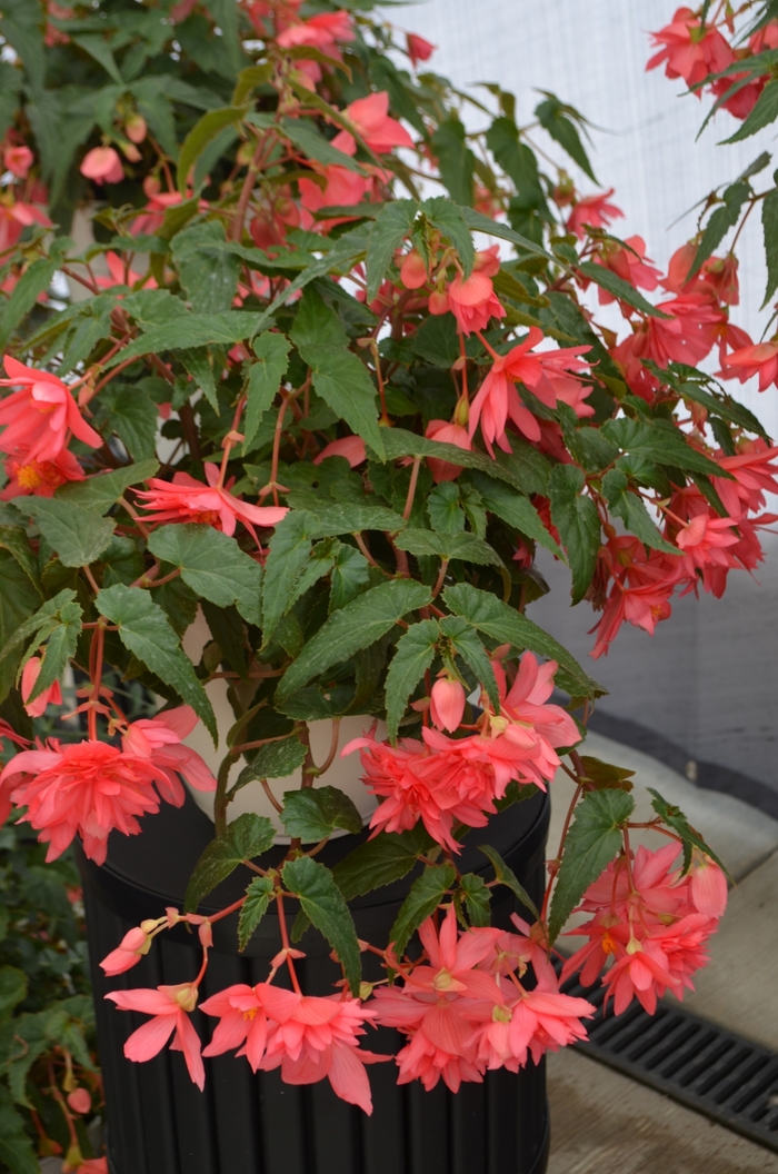 Funky® Pink - Begonia x hybrida from The Flower Spot Funky® Pink - Begonia x hybrida from The Flower Spot