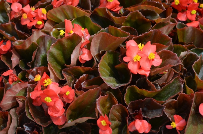 Begonia 'Cocktail Vodka' - Begonia semperflorens (Wax Begonia) from The Flower Spot Begonia 'Cocktail Vodka' - Begonia semperflorens (Wax Begonia) from The Flower Spot