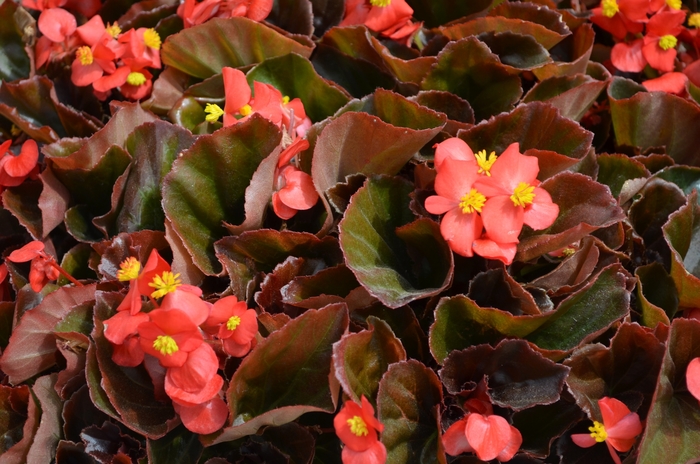 Wax Begonia Cocktail® - Begonia semperflorens 'Vodka' from The Flower Spot