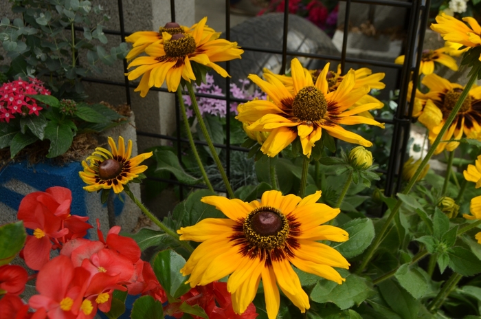 Rudbeckia 'Denver Daisy' - Rudbeckia hirta (Black Eyed Susan) from The Flower Spot