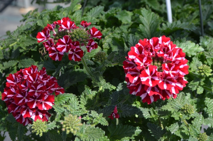 Verbena 'Sweet Dreams Voodoo Star' - Verbena x peruviana from The Flower Spot Verbena 'Sweet Dreams Voodoo Star' - Verbena x peruviana from The Flower Spot