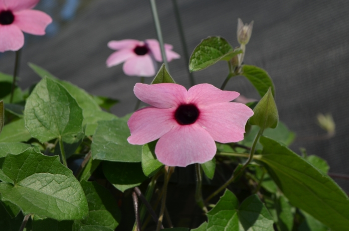 Thunbergia 'Rose Sensation' - Thunbergia alata (Black-eyed Susan Vine) from The Flower Spot Thunbergia 'Rose Sensation' - Thunbergia alata (Black-eyed Susan Vine) from The Flower Spot