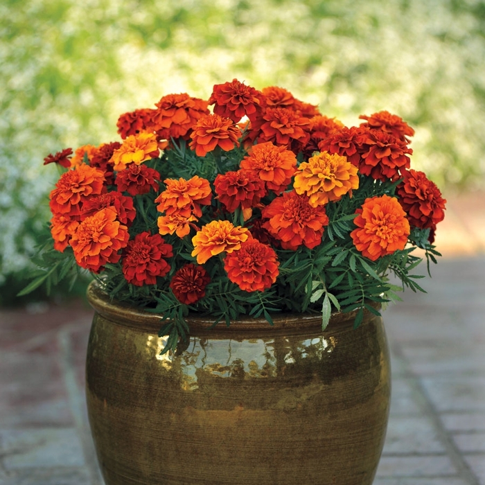 Marigold 'Fireball' - Tagetes patula from The Flower Spot Marigold 'Fireball' - Tagetes patula from The Flower Spot