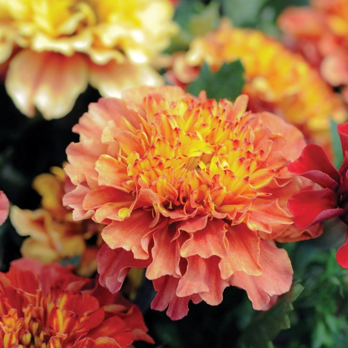 Marigold 'Strawberry Blonde' - Marigold from The Flower Spot