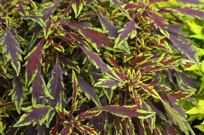 Flame Thrower™ Chipotle - Coleus/Solenostemon from The Flower Spot