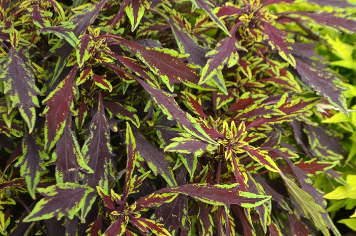 Coleus 'Flame Thrower Chipotle' - Solenostemon from The Flower Spot Coleus 'Flame Thrower Chipotle' - Solenostemon from The Flower Spot