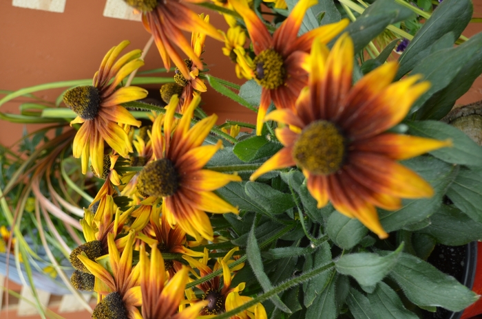 Echibeckia - Echibeckia™ from The Flower Spot Echibeckia - Echibeckia™ from The Flower Spot