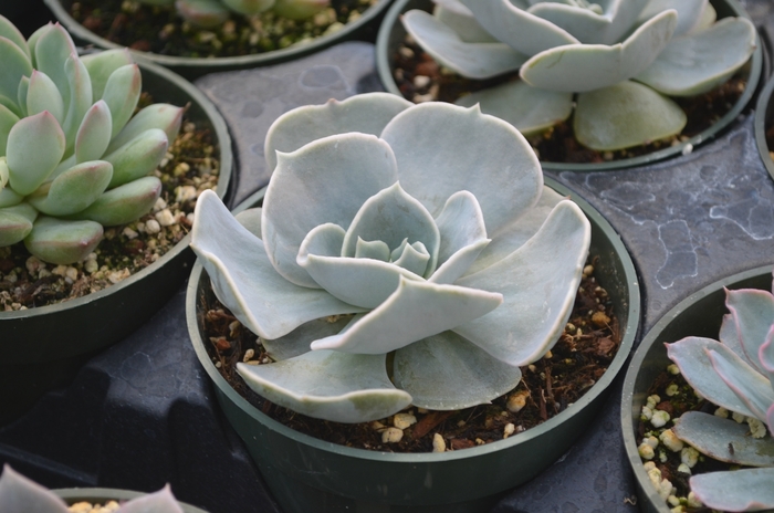 Echeveria - Echeveria 'Pollux' from The Flower Spot