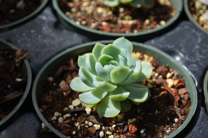 Echeveria 'Mexican Snowball' - Echeveria elegans from The Flower Spot
