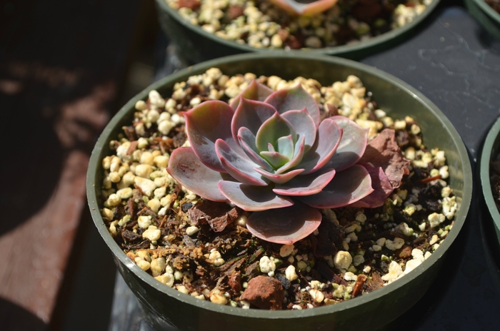 Echeveria 'Cassyz Winter' - Echeveria from The Flower Spot Echeveria 'Cassyz Winter' - Echeveria from The Flower Spot