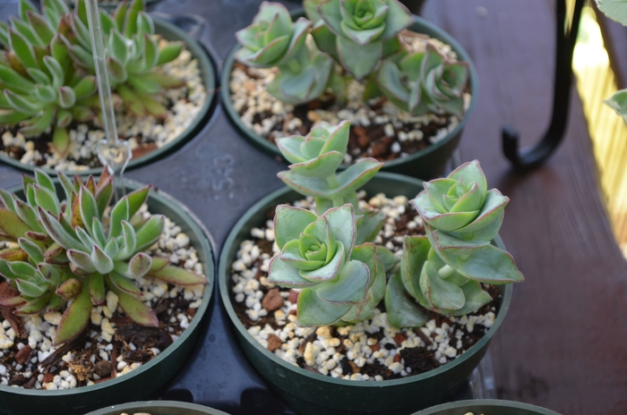 Variegated String of Buttons - Crassula perforata 'major' from The Flower Spot