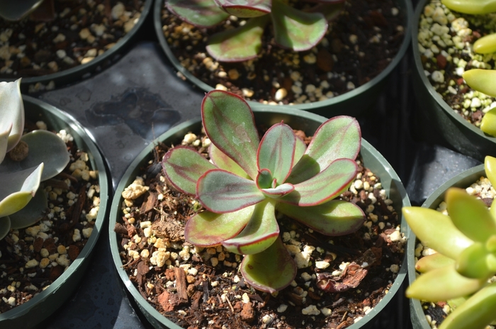 Echeveria 'Painted' - Echeveria nodulosa from The Flower Spot Echeveria 'Painted' - Echeveria nodulosa from The Flower Spot