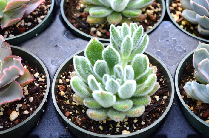 Echeveria 'Chenille' - Echeveria pulvinata from The Flower Spot