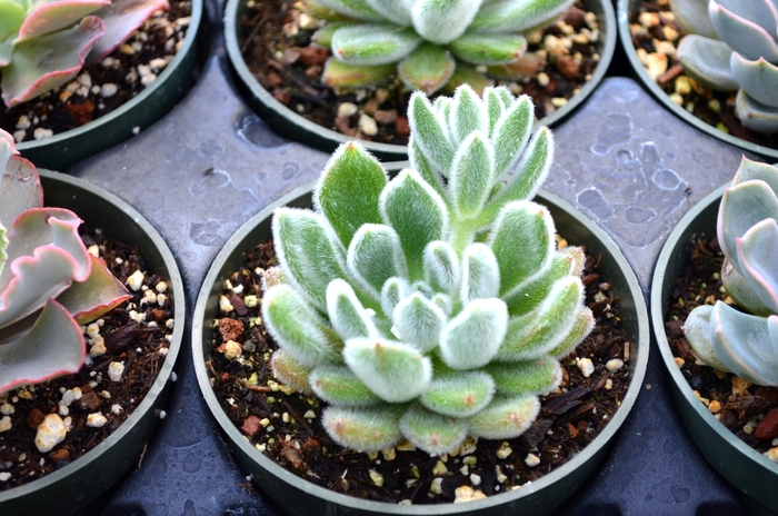 Echeveria - Echeveria pulvinata from The Flower Spot