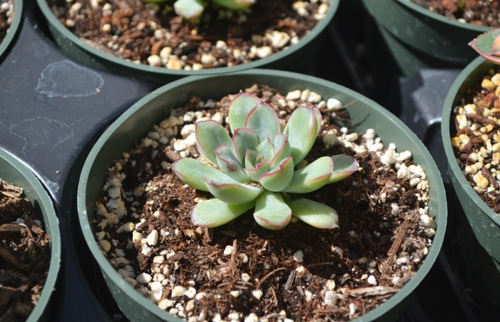 Echeveria - Echeveria 'Topsy Turvy' from The Flower Spot