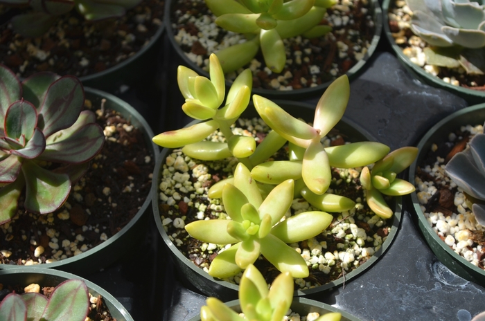 Stonecrop - Sedum adolphii from The Flower Spot