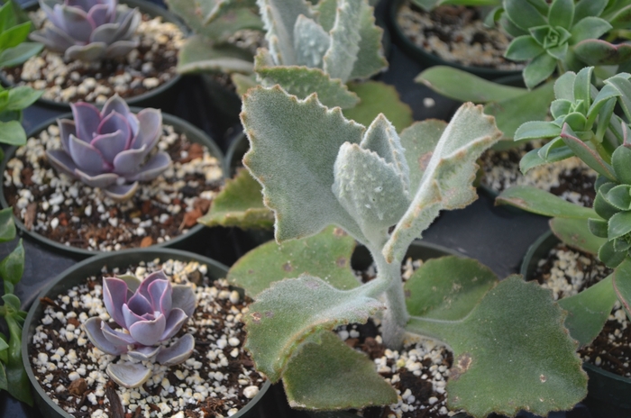 Stalactite Plant - Kalanchoe beharensis 'Fang' from The Flower Spot