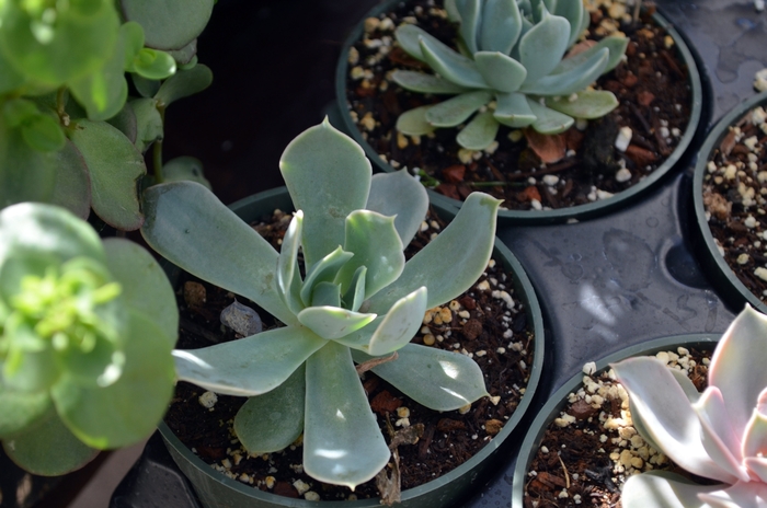 Echeveria 'Pink Edge' - Echeveria runyonii from The Flower Spot