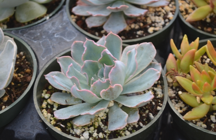 Echeveria - Echeveria 'Rosea' from The Flower Spot