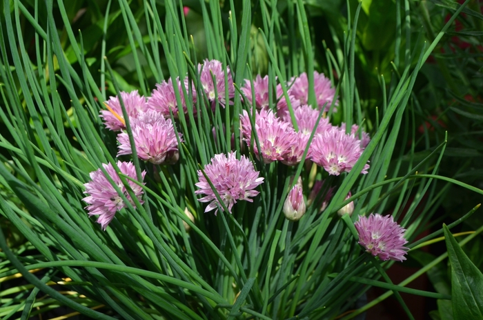 Chives - Allium schoenoprasum from The Flower Spot Chives - Allium schoenoprasum from The Flower Spot