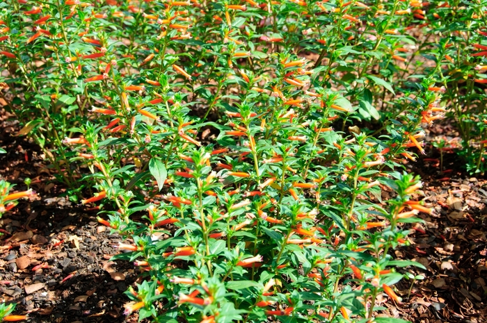 Vermillionaire® - Cuphea hybrid from The Flower Spot Vermillionaire® - Cuphea hybrid from The Flower Spot