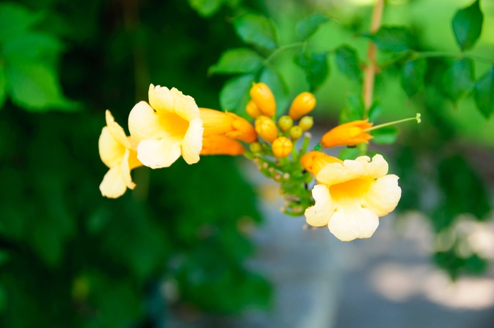 Trumpet Vine 'Madam Galen' - Campsis tagliabuana from The Flower Spot