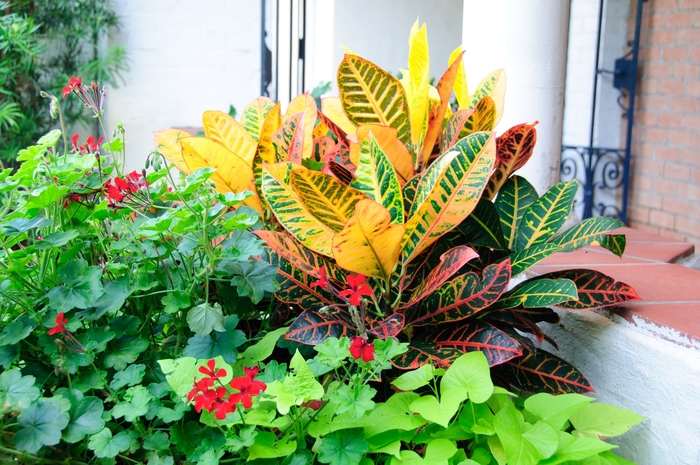 Croton - Codiaeum variegatum from The Flower Spot