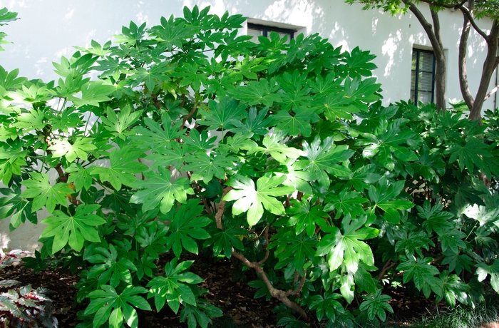 Japanese Aralia - Fatsia japonica from The Flower Spot