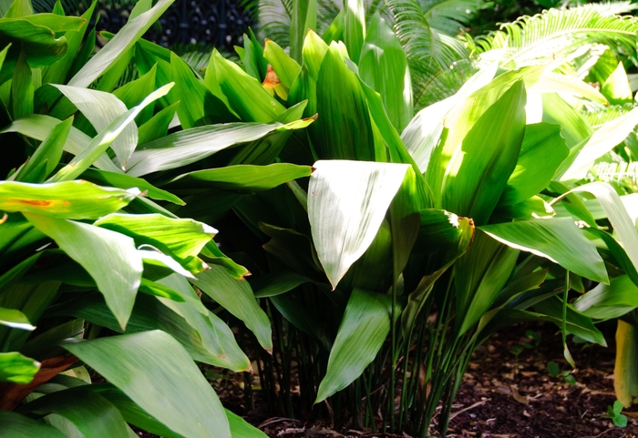 Cast Iron Plant - Aspidistra elatior from The Flower Spot