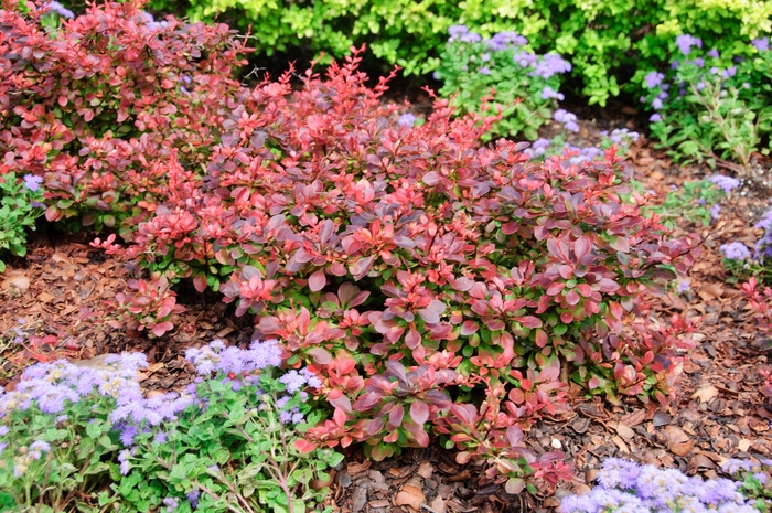 Royal Burgundy Japanese Barberry - Berberis thunbergii 'Gentry' from The Flower Spot Royal Burgundy Japanese Barberry - Berberis thunbergii 'Gentry' from The Flower Spot