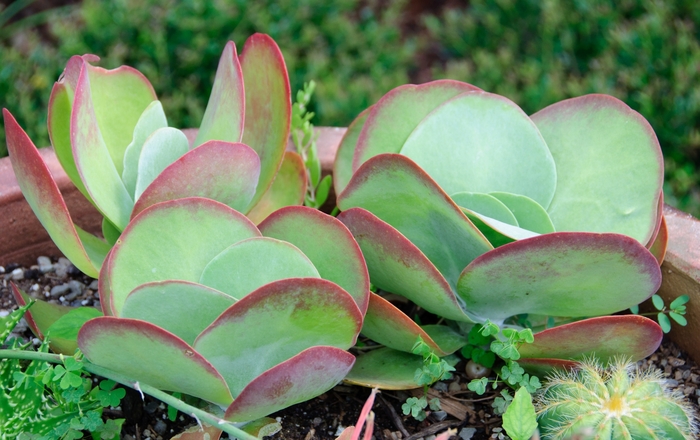 Paddle Plant - Kalanchoe luciae from The Flower Spot Paddle Plant - Kalanchoe luciae from The Flower Spot