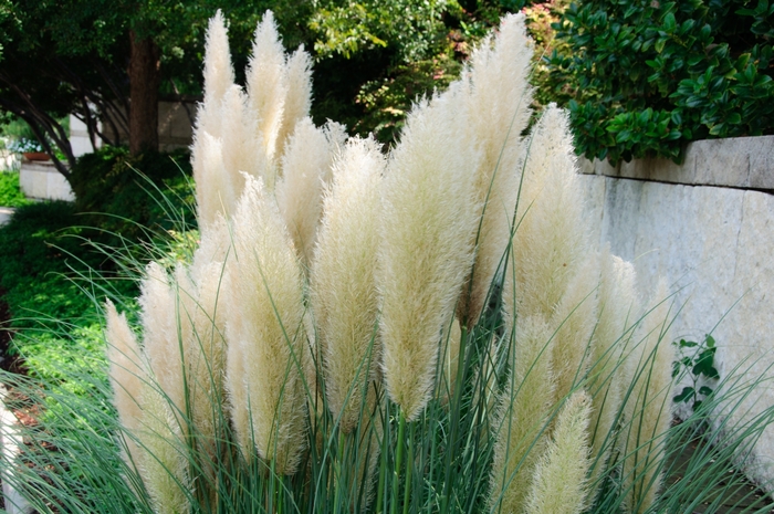 Pampas Grass 'White' - Cortaderia selloana from The Flower Spot