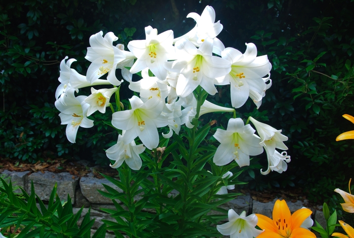 Easter Lily - Lilium longiflorum from The Flower Spot