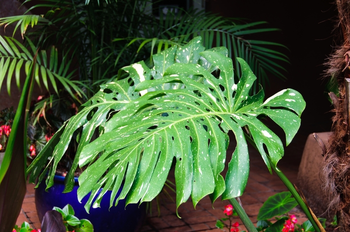 Split Leaf Philodendron - Monstera deliciosa from The Flower Spot