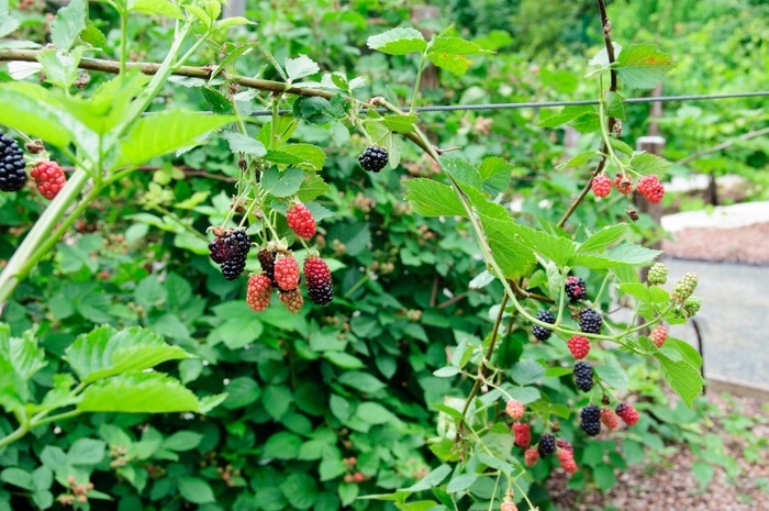 Blackberry - Chester - Rubus fruticosa 'Chester' from The Flower Spot Blackberry - Chester - Rubus fruticosa 'Chester' from The Flower Spot