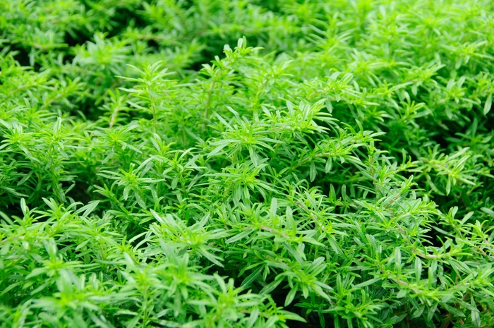 Savory 'Winter' - Satureja montana from The Flower Spot Savory 'Winter' - Satureja montana from The Flower Spot