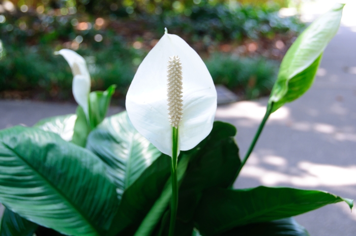 Peace Lily - Spathiphyllum wallisii from The Flower Spot