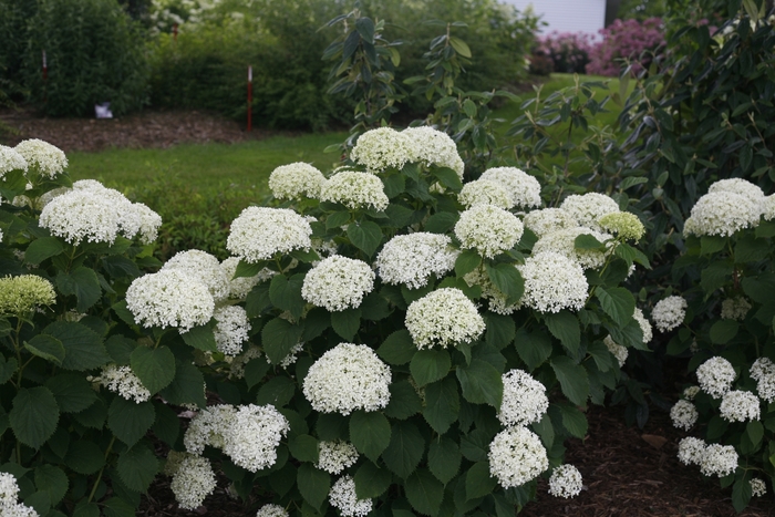 Invincibelle Limetta® - Hydrangea arborescens from The Flower Spot Invincibelle Limetta® - Hydrangea arborescens from The Flower Spot