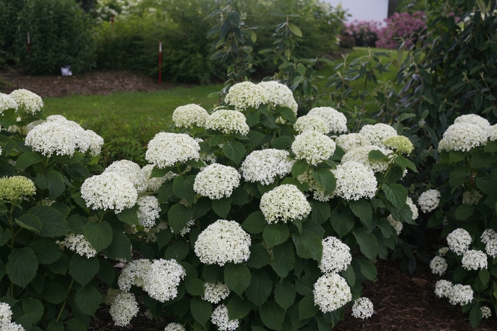 Invincibelle Limetta® - Hydrangea arborescens from The Flower Spot