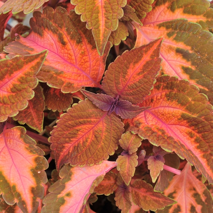 Coleus 'Main Street Sunset Boulevard' - Solenostemon from The Flower Spot Coleus 'Main Street Sunset Boulevard' - Solenostemon from The Flower Spot