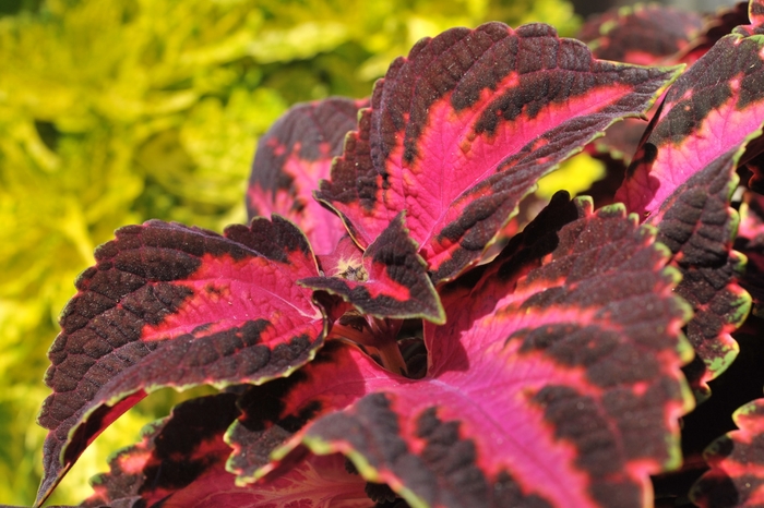 Coleus 'Main Street Fifth Avenue' - Solenostemon from The Flower Spot Coleus 'Main Street Fifth Avenue' - Solenostemon from The Flower Spot