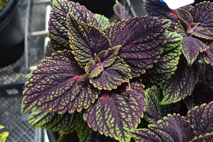 Coleus 'Main Street Abbey Road' - Solenostemon from The Flower Spot Coleus 'Main Street Abbey Road' - Solenostemon from The Flower Spot