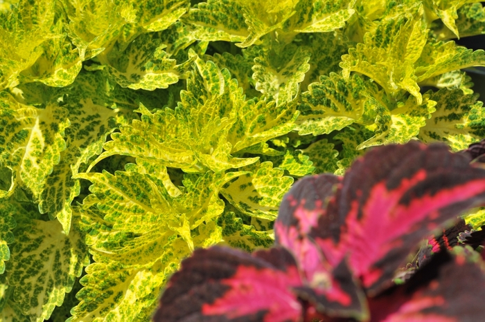 Coleus 'Main Street River Walk' - Solenostemon from The Flower Spot Coleus 'Main Street River Walk' - Solenostemon from The Flower Spot