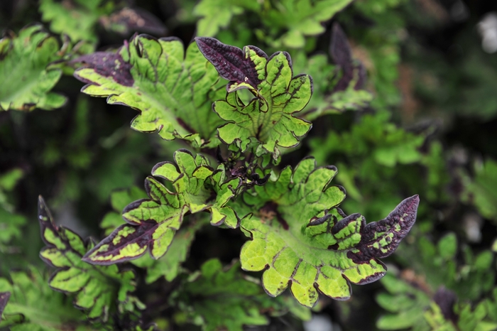 Coleus 'Main Street Rodeo Drive' - Solenostemon from The Flower Spot Coleus 'Main Street Rodeo Drive' - Solenostemon from The Flower Spot