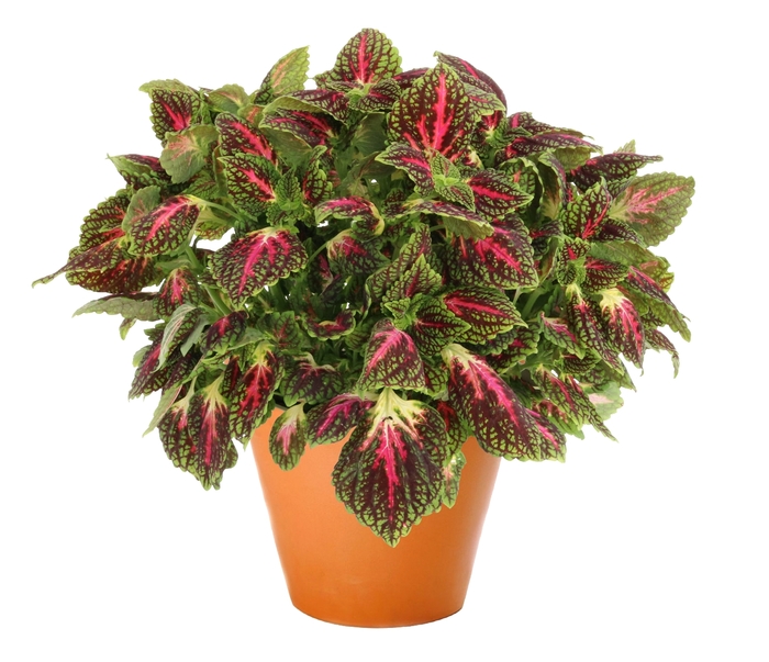 Coleus 'Main Street La Rambla' - Solenostemon from The Flower Spot Coleus 'Main Street La Rambla' - Solenostemon from The Flower Spot