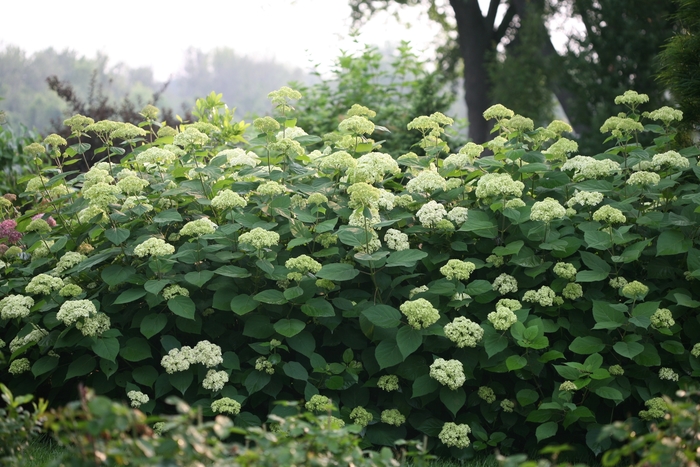 Lime Rickey® - Hydrangea arborescens from The Flower Spot