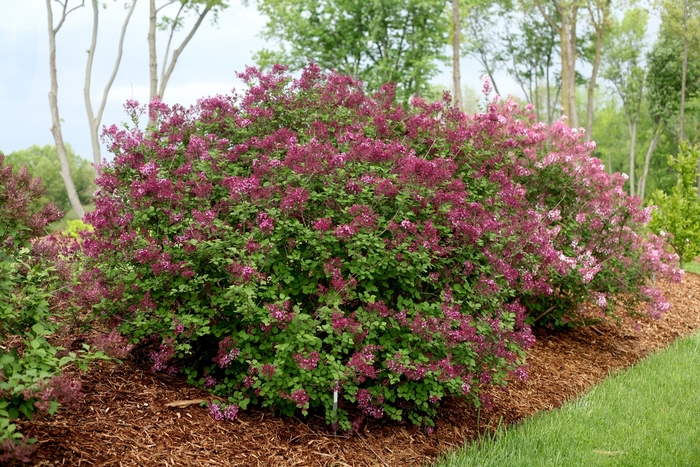 Bloomerang® Dark Purple - Syringa x from The Flower Spot